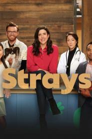 Strays: Season 1